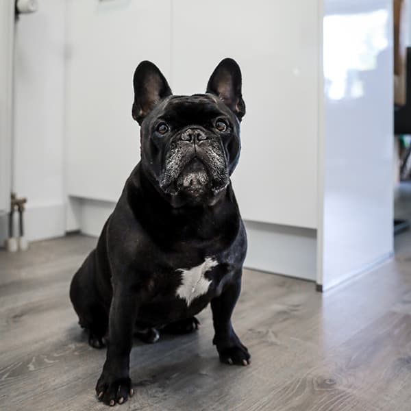 helemaal gek van hond Cooper